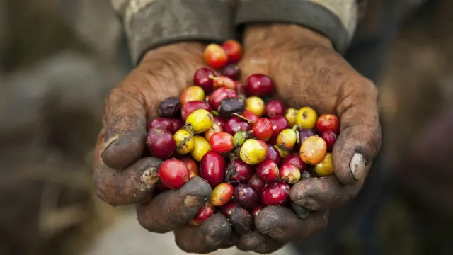 يتراوح لون حبيبات البن من الأصفر النابض بالحياة إلى الأحمر الفاتن 