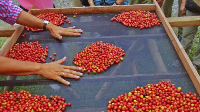 درّب مارتِن المزارعين الكولومبيين على التعرف على ألوان الحبيبات غير الناضجة 