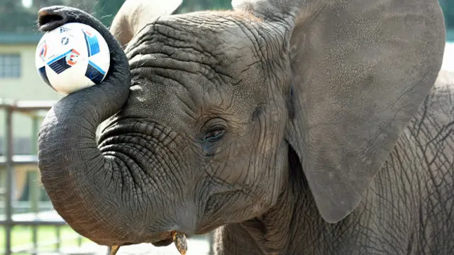 Слониха Нелли