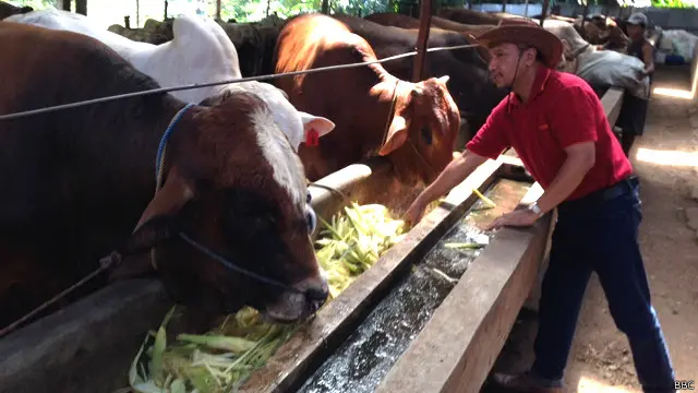 Edy Wijayanto, pemilik peternakan sekaligus laman sapibagus.com