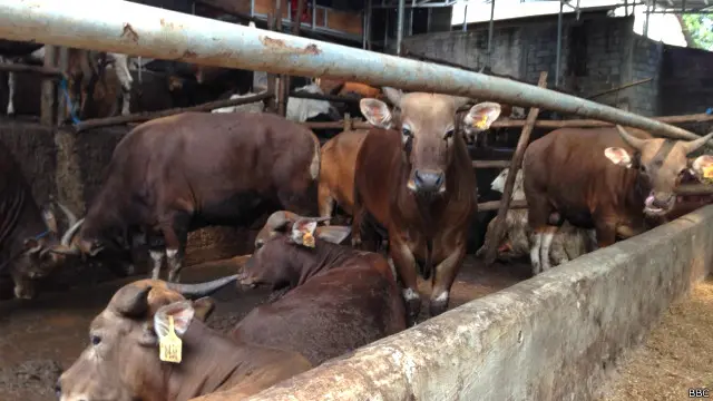 Sekitar 250 ekor sapi ditampung di lahan seluas 4.000 meter per segi milik Edy Wijayanto.