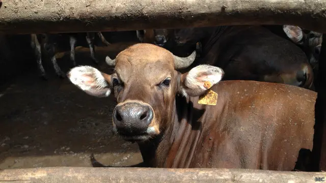 Jenis sapi yang dijual Edy Wijayanto, antara lain sapi Bali, sapi Limosin, hingga sapi dari Australia.