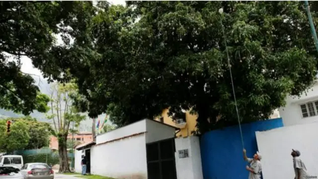 वेनेज़ुएला में आम का सीजन बिगड़ी आर्थिक स्थिति में राहत बना है.