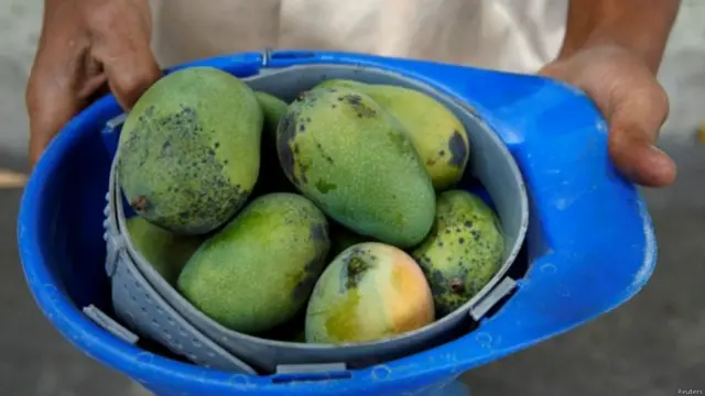 वेनेज़ुएला में आम का सीजन बिगड़ी आर्थिक स्थिति में राहत बना है.