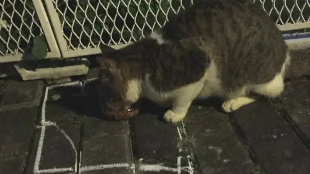 由志愿者们设置的喂食区遍布新加坡。