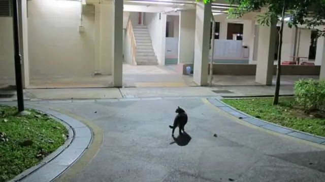 Кот в районе Ишунь