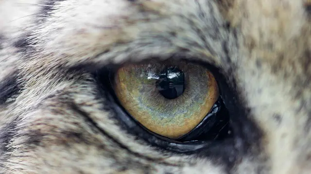 تیندوا رات کی تاریکی میں بھی دیکھ سکتا ہے