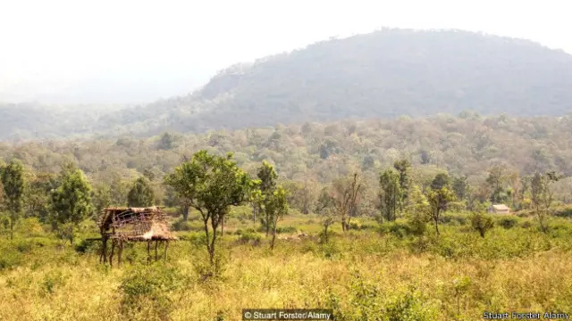 बाघों की तादाद बढ़ी