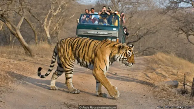 बाघों की तादाद बढ़ी