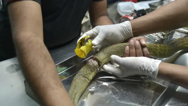 सांप की सर्जरी 