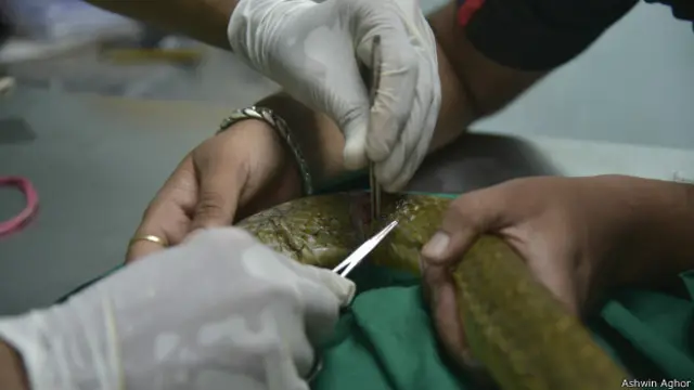 सांप की सर्जरी 