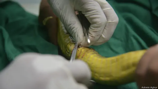 सांप की सर्जरी 