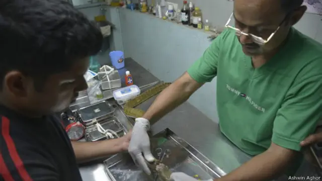 सांप की सर्जरी 