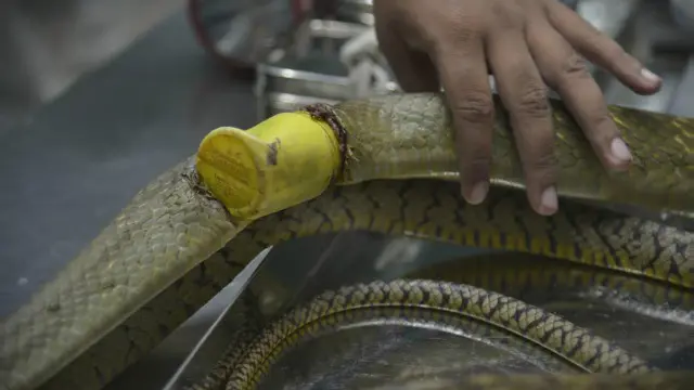 सांप की सर्जरी 