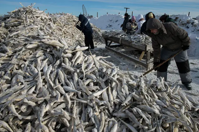 Замороженая рыба