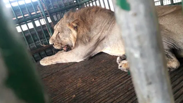 محکمہ جنگلات نے پکڑے جانے والے شیروں کی سائنسی تحقیقات کی اور ان میں سے قصوروار پائے جانے والے تین شیروں کو جونا گڑھ کے سكّرباگ چڑیا گھر میں بھیجنے کا فیصلہ کیا گيا ہے