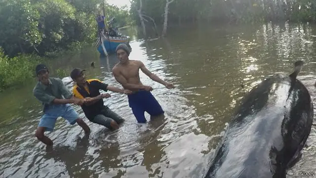 paus terdampar di probolinggo