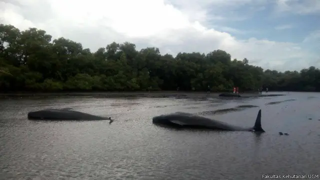 Dari 29 paus pilot yang terdampar di perairan Desa Pesisir Kecamatan Gending, Kabupaten Probolinggo, 11 ekor dilaporkan telah mati, kata salah-satu tim penolong dari Jakarta animal aid network, JAAN.