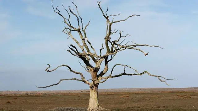 Раковую опухоль можно сравнить с деревом: у нее тоже есть ствол и ветви