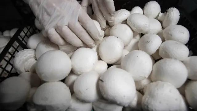 Сбор шампиньонов