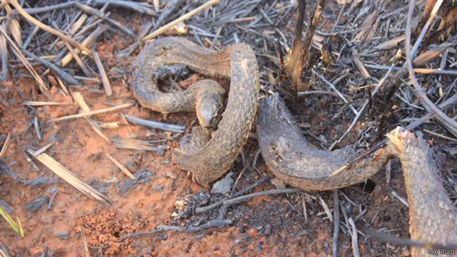 Kebakaran di Pelalawan, Riau, melahap sekitar 30 hektare lahan gambut.