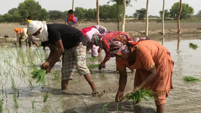 Punjab farmer