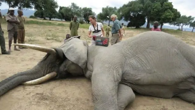 يعتقد أن الفيل المسمى "Pretty Boy" قد لجأ للحديقة بعد إطلاق النار عليه.