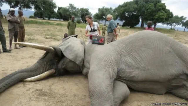 माना जा रहा है कि प्रीटी ब्यॉय नाम का ये हाथी गोली लगने के बाद पार्क में आया.