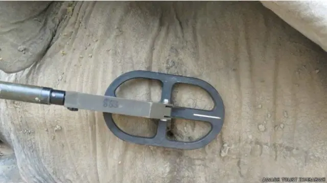 गोली खोजने के लिए हाथी के सिर को मेटल डिटेक्टर से स्कैन किया गया. 