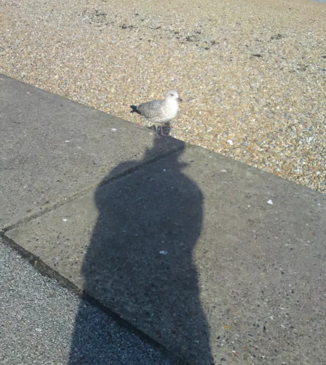 Чайка и тень, отбрасываемая человеком