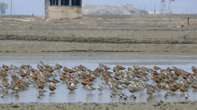 Нетронутая экология Северной Кореи - рай для миллионов перелетных птиц со всего мира