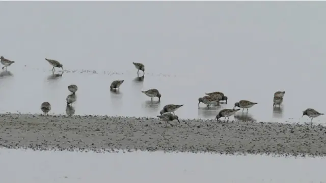 Нетронутая экология Северной Кореи - рай для миллионов перелетных птиц со всего мира