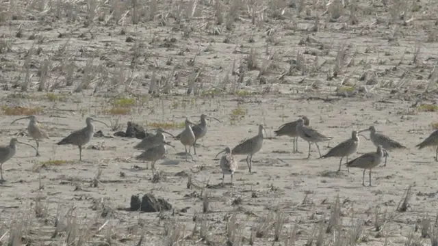 Нетронутая экология Северной Кореи - рай для миллионов перелетных птиц со всего мира