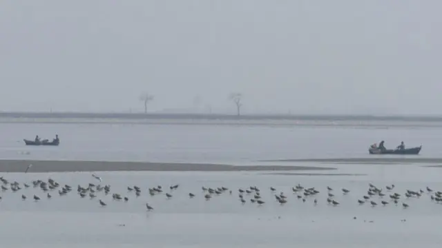 Нетронутая экология Северной Кореи - рай для миллионов перелетных птиц со всего мира