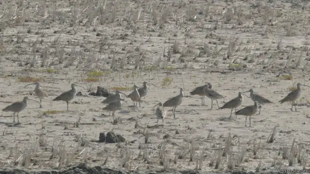 گیلان‌شاه شرقی