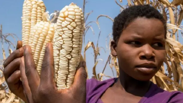 أجرت الدراسة على عينات من المحاصيل في دول إفريقية منها زيمبابوي، وكينيا، وإثيوبيا