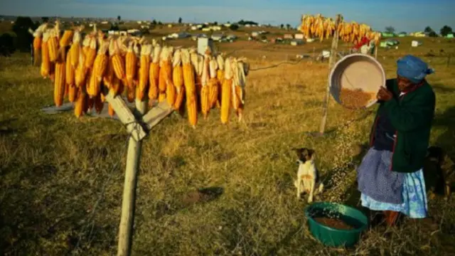 يهدد التغير المناخي الكثير من المحاصيل الزراعية بالهلاك