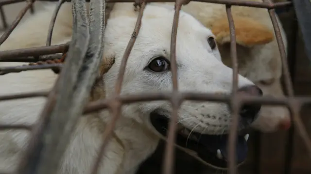 动物保护者们强烈反对残杀狗的行为