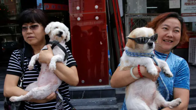 也有些人把自己的爱犬带到市场上，告诉人们它们是自己家庭成员之一
