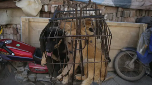 在广西玉林，一些人认为吃狗肉是“当地民间习俗”