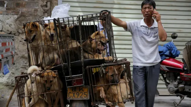 商贩在耐心等待买狗的客户