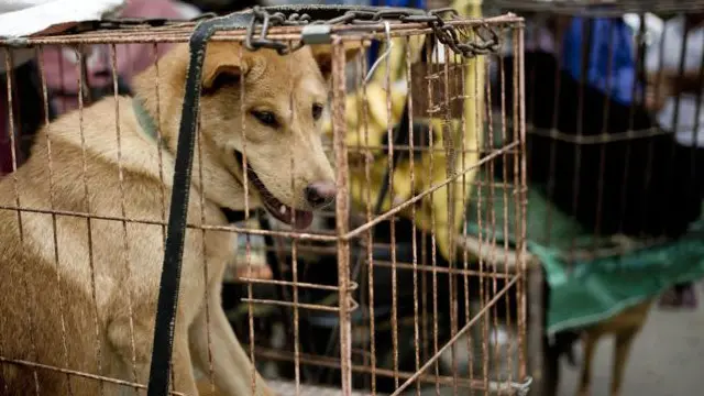 بہت سارے کتوں کو دوسروں شہروں سے گاڑیوں میں نامناسب حالات میں لاد کر لایا جاتا ہے