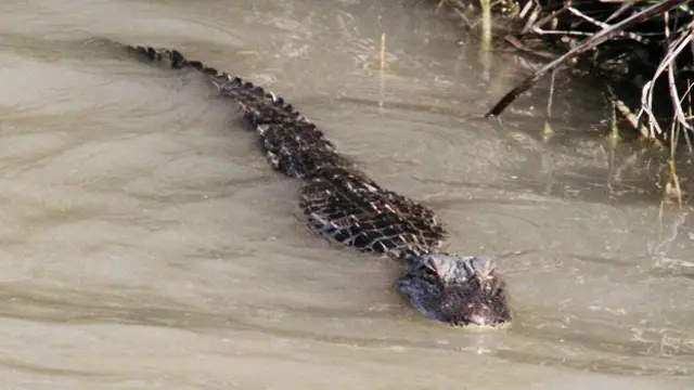Ежегодно во Флориде регистрируют около пяти неспровоцированных укусов аллигаторов