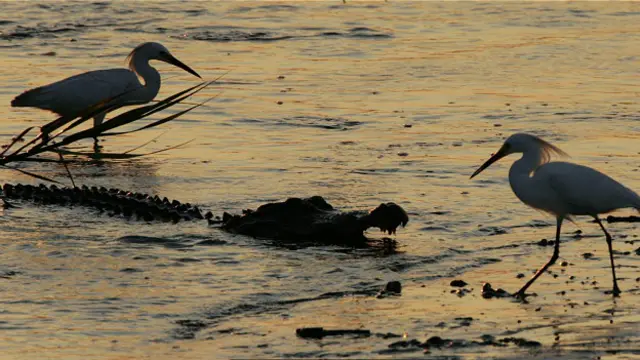 Аллигаторы питаются мелкими животными и птицами