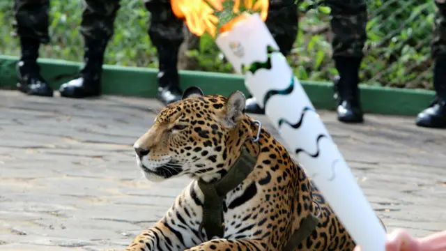 这只美洲豹在圣火于动物园中传递时亮相。