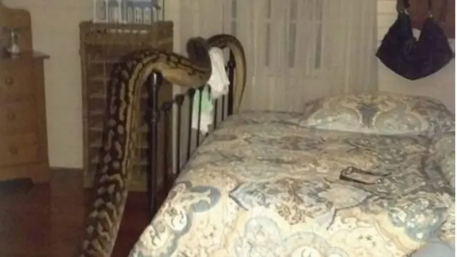 سانپ کئی سالوں سے گھر کی چھت پر رہ رہا تھا