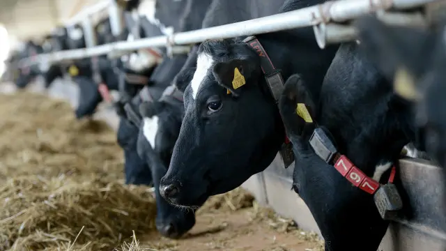 Коровник в Белоруссии