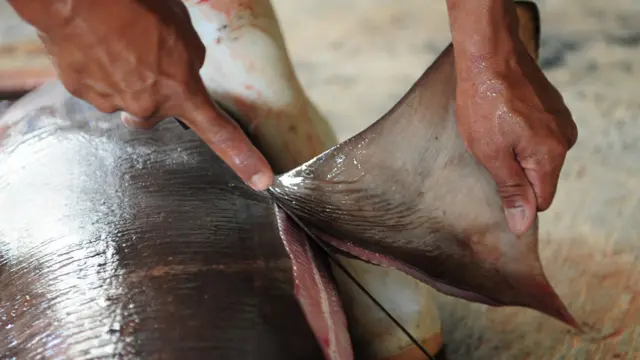 印尼東爪哇省外南夢Muncar漁港一名漁工從鯊魚身上割下魚翅（資料圖片）