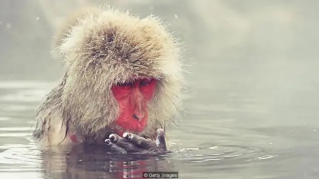 指尖起皺有可能幫助了我們的靈長類祖先在潮濕的環境下更好的抓握。(圖片來源:Getty Images)