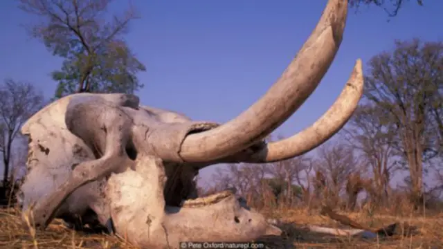 Ƙashin kan giwa ya kan kai nauyin kilogram 180, kusan buhun siminti hudu